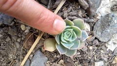 Echeveria simulans