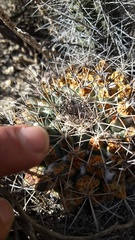 Mammillaria melanocentra melanocentra