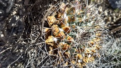 Mammillaria melanocentra melanocentra