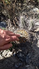 Mammillaria melanocentra melanocentra