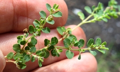 Euphorbia serpens