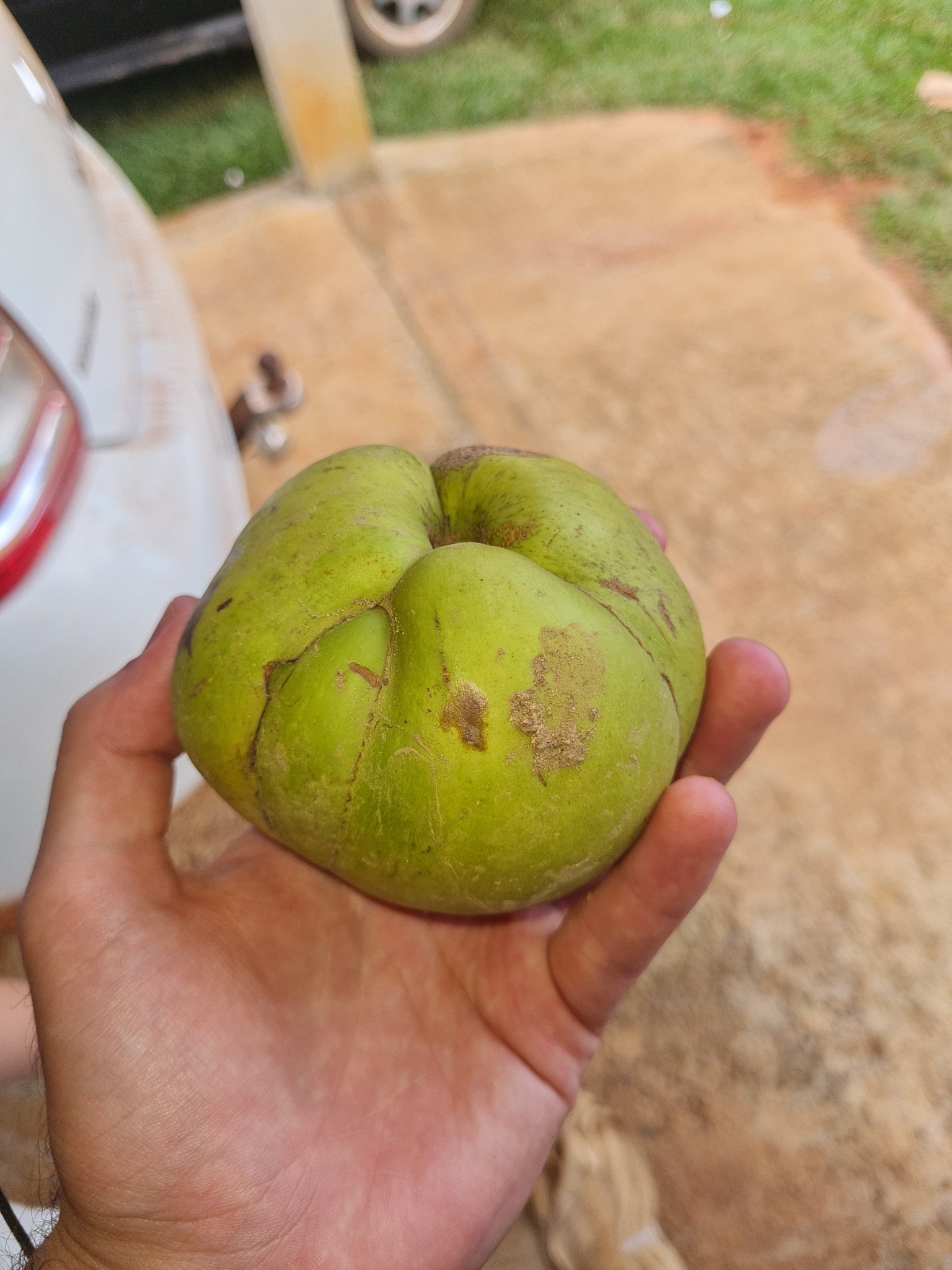 Dillenia indica