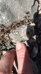 Echinocereus armatus