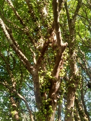 Plinia cauliflora