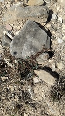 Echinocereus armatus