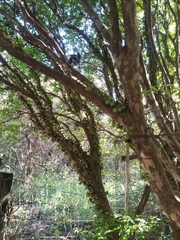 Plinia cauliflora