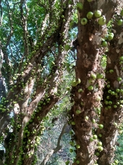Plinia cauliflora