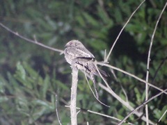 Hydropsalis climacocerca