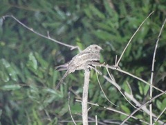 Hydropsalis climacocerca