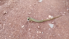 Gerrhonotus ophiurus