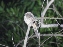 Hydropsalis climacocerca
