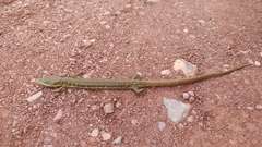 Gerrhonotus ophiurus