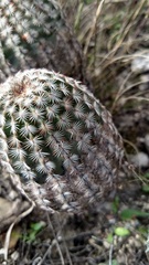 Echinocereus armatus