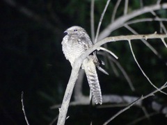 Hydropsalis climacocerca