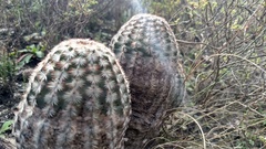 Echinocereus armatus