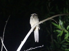 Hydropsalis climacocerca