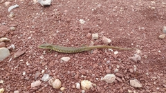 Gerrhonotus ophiurus
