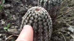 Echinocereus armatus