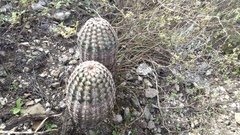 Echinocereus armatus