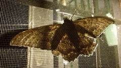 Ascalapha odorata