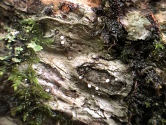 Dictyocatenulata alba