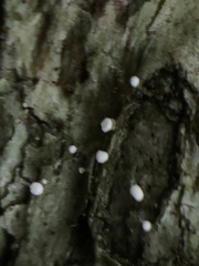 Dictyocatenulata alba