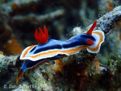 Chromodoris colemani