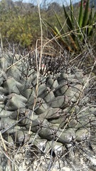Thelocactus rinconensis rinconensis