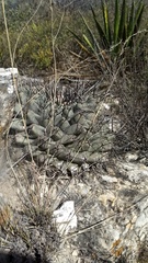 Thelocactus rinconensis rinconensis