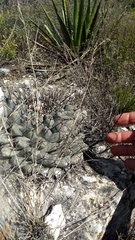 Thelocactus rinconensis rinconensis