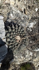 Thelocactus rinconensis rinconensis