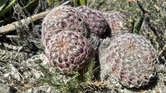Echinocereus armatus