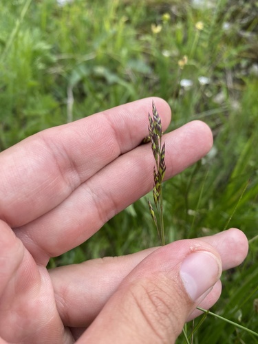 Festuca varia, photograph 3