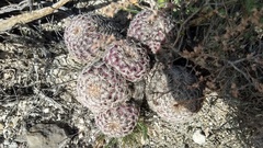 Echinocereus armatus