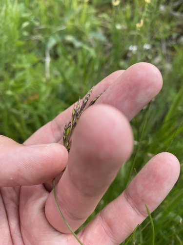 Festuca varia, photograph 4