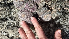 Echinocereus armatus