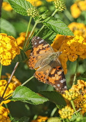 Vanessa cardui