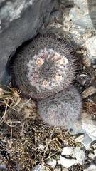 Mammillaria chionocephala