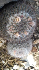 Mammillaria chionocephala