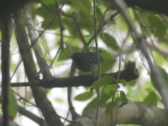 Hypocnemoides maculicauda