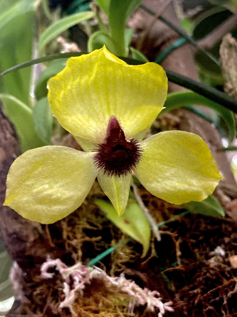 Telipogon obovatus
