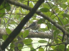 Sakesphorus canadensis