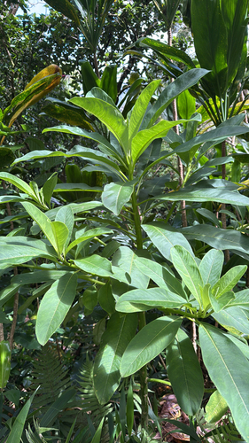 Clermontia oblongifolia, 2025-06-28