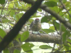 Sakesphorus canadensis