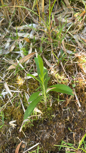 Erigeron sumatrensis observed 2025-06-28