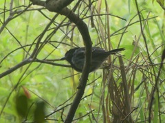 Sakesphorus canadensis