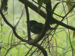 Sakesphorus canadensis