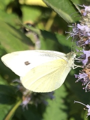 Pieris rapae