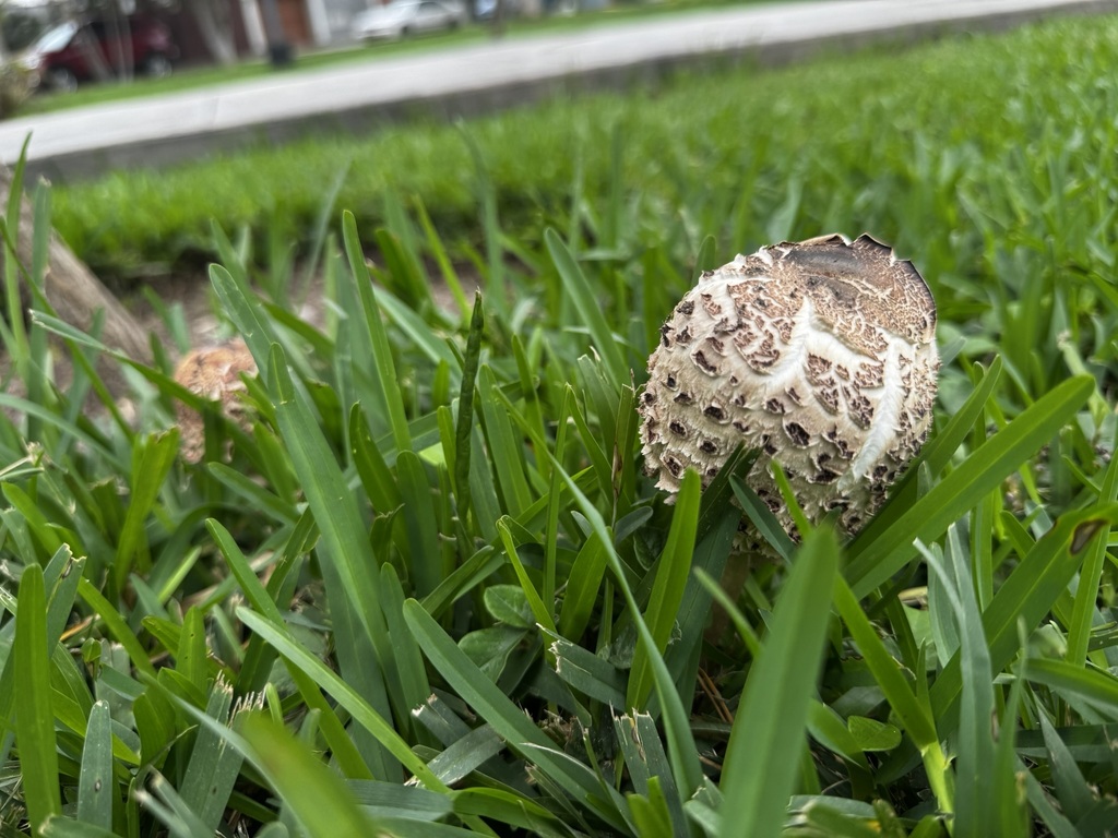 Chlorophyllum molybdites · June 2025 · photo: © awsalas (iNaturalist, cc-by)