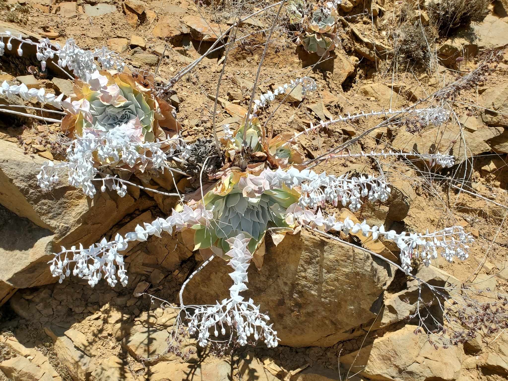 Dudleya pulverulenta